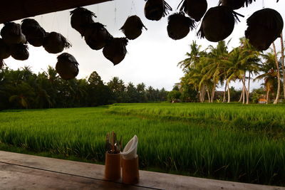 Scenic view of agricultural field against sky