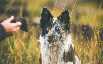 Close-up portrait of dog