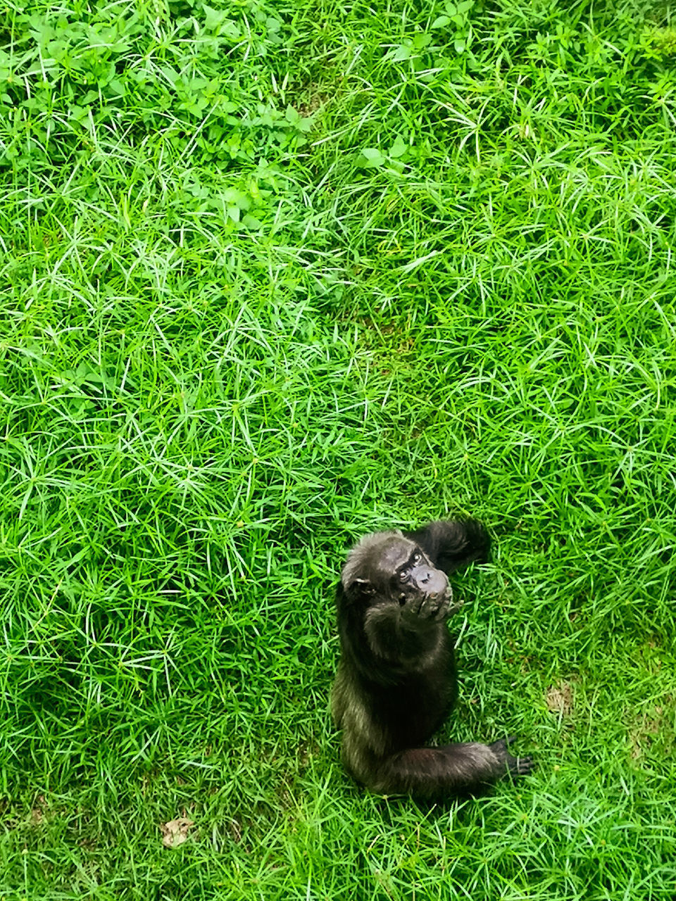 HIGH ANGLE VIEW OF A DOG ON FIELD