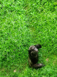 High angle view of dog on field