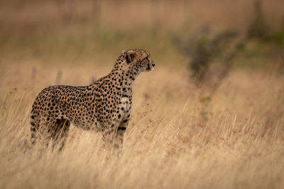 Cheetah standing on field in zoo