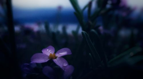 Close-up of purple crocus flowers