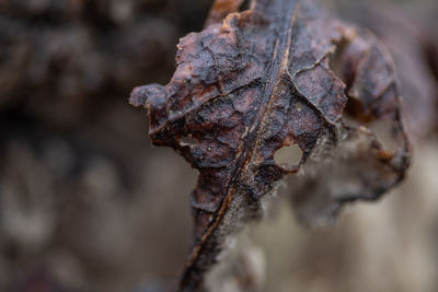 Close-up of dried plant