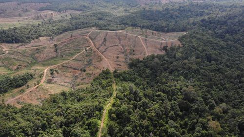 Rainforests decline sharply in sumatra, but rate of deforestation slows. 