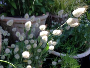 Close-up of white flowers