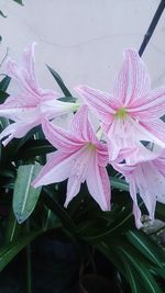 Close-up of pink flowers