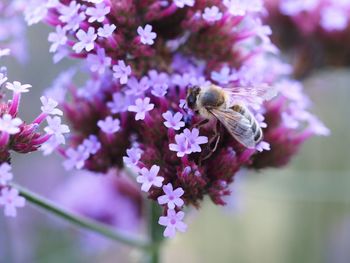 Close-up of insect on pink flower