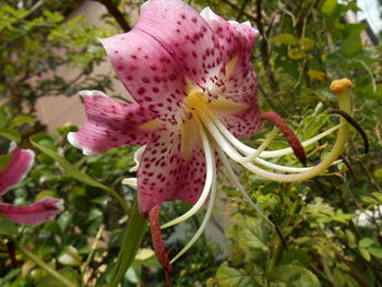 Close-up of pink flower