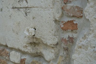 Close-up of stone wall
