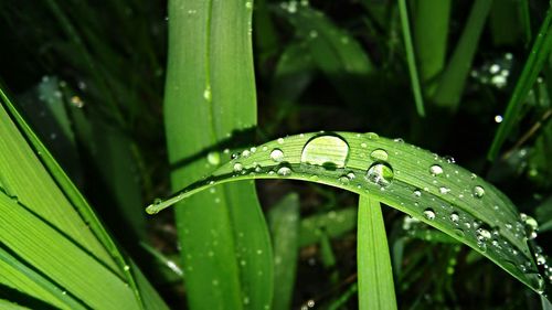 Close-up of water drops on grass