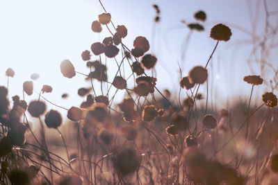 Close-up of flowering plants on field against sky