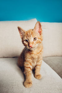 Cute little red kitten sits in the beige sofa in the living room with blue walls as background