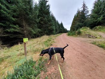 Dog standing on road amidst trees