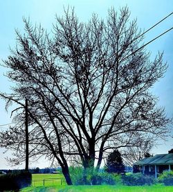 Bare trees on field