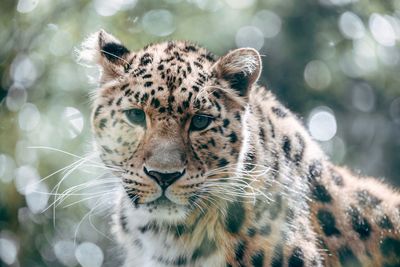 Portrait of leopard