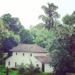 tree