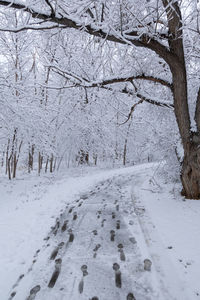 Snow covered trees on field