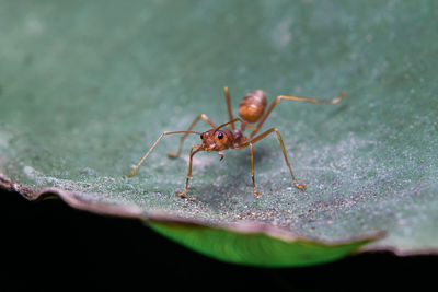 Close-up of insect