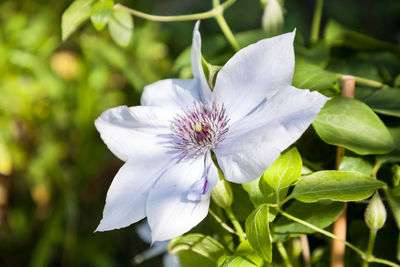 Close-up of white flowering plant