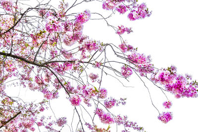 Low angle view of pink flowers