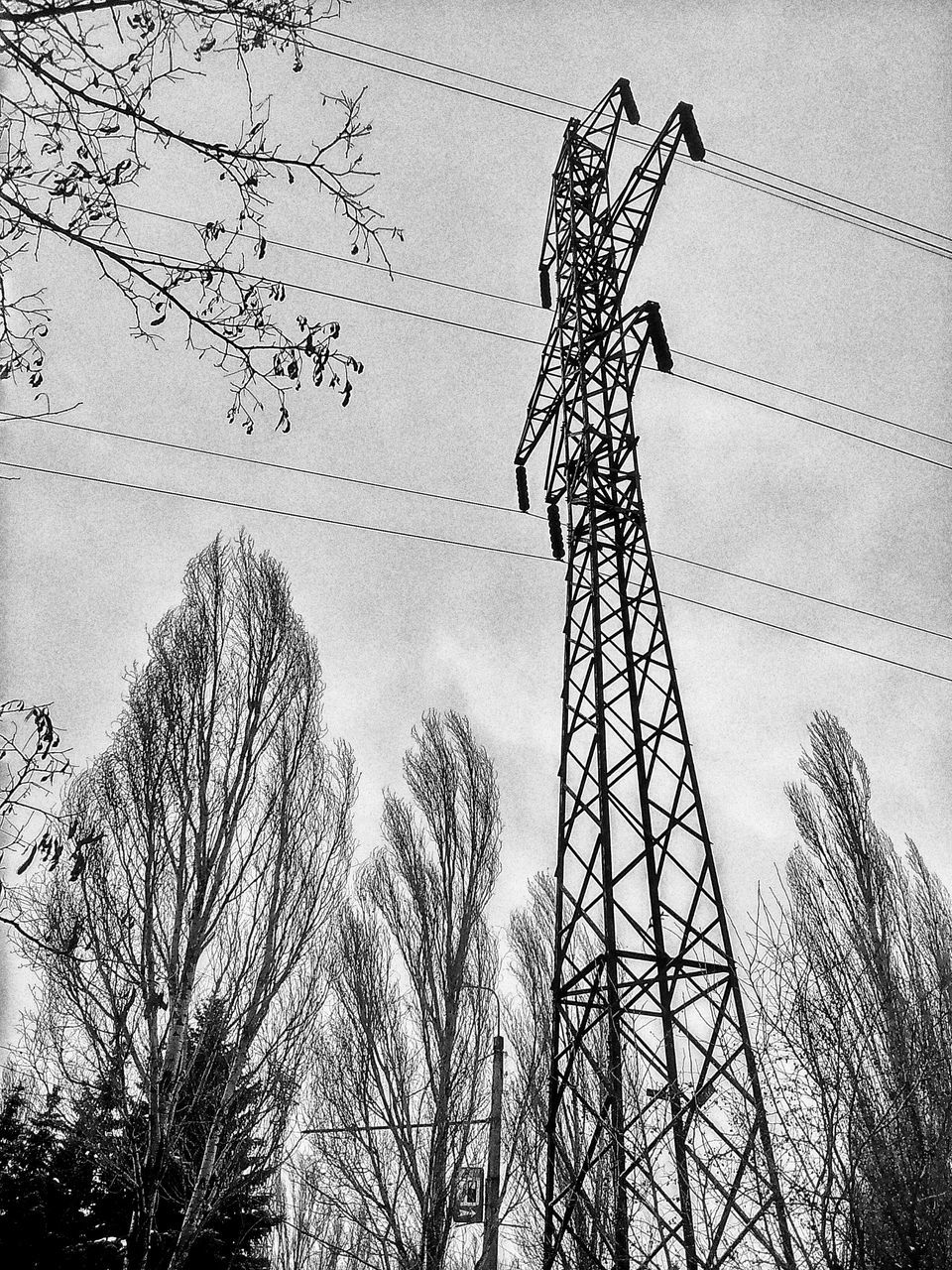 low angle view, silhouette, tree, sky, bare tree, power line, electricity, tall - high, dusk, branch, electricity pylon, technology, outdoors, clear sky, day, no people, built structure, complexity, power supply, nature