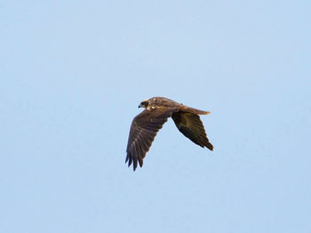 Low angle view of eagle flying against clear sky