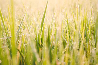 Close-up of wheat field