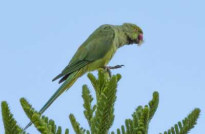 Low angle view of bird perching on tree against sky