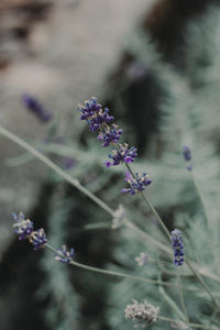 Close-up of purple flowers blooming outdoors