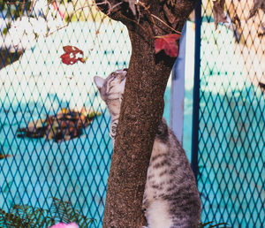 Close-up of a cat on a fence