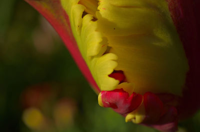 Close-up of yellow tulip