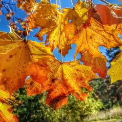 Close-up of maple leaves