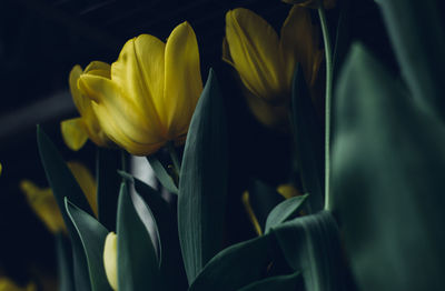 Close-up of yellow tulip