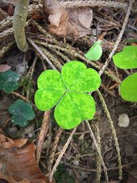 Close-up of fresh green plant