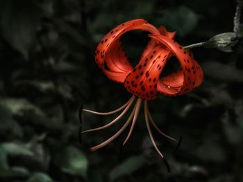 Close-up of orange flower