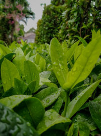 Close-up of raindrops on leaves