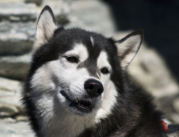 Close-up portrait of dog on snow