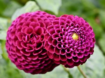 Close-up of pink dahlia flower