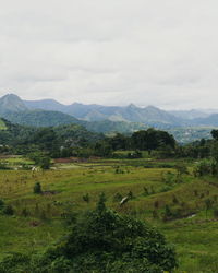 Scenic view of trees on field against sky