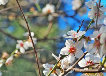 Close-up of apple blossoms in spring