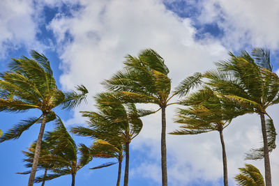 Low angle view of palm tree against sky