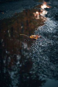 High angle view of insect in water