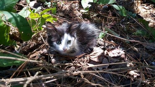 Portrait of cat on grass