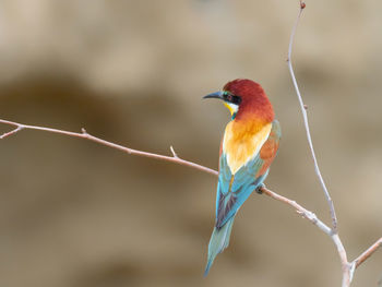 Close-up of bird perching on branch