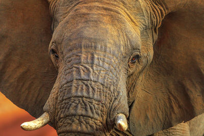 Close-up of elephant