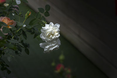 Close-up of white flowering plant