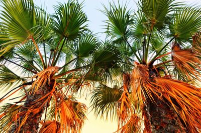 Low angle view of palm tree against sky