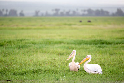 View of birds on grassy field