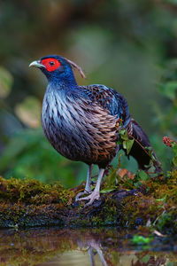 Close-up of bird perching on field