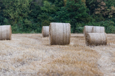 Hay bales on field against trees